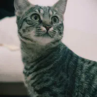 واگذاری رایگان گربه ماده و ۵ توله