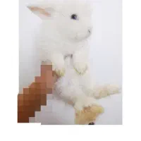 خرگوش