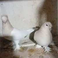 کبوتر ترکیه