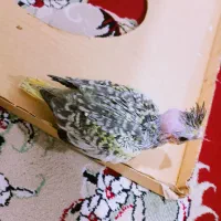 جوجه عروس هلندی نر|پرنده|خاش, |دیوار