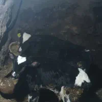 دو عدد گوساله نر جنس خوب