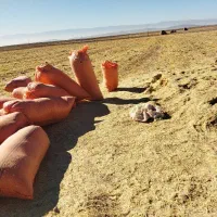 کاه گندم خرمن کوب|حیوانات مزرعه|شاندیز, |دیوار