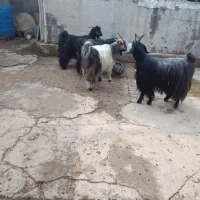 فروش ۴ راس بز جوان و چاق|حیوانات مزرعه|شوشتر, |دیوار