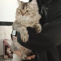 گربه اسکاتیش