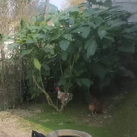 مرغ گردن گلابی