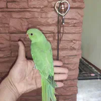 طوطی ملنگو دستی