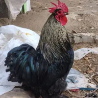 فروش خروس کوشین