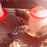۸ عدد جوجه سبرایت ۳۵ روزه