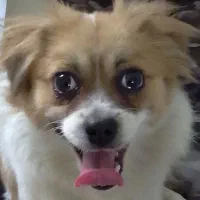 سگ بازیگوش خانگی