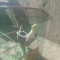 عروس هلندی البینو جوجه ۴ ما قیمت ۱۲۰۰۰۰۰|پرنده|پردیس, فاز ۱۱|دیوار