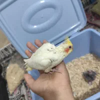 جوجه عروس هلندی