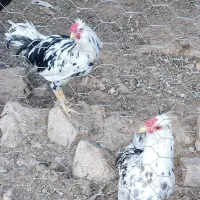 خروس گلین اصل|حیوانات مزرعه|شیراز, علی آباد|دیوار