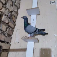 پلاکی ماده گرفتنی قیچی