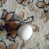 سنگ الماس اسیاب