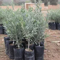 خرید مستقیم نهال زیتون اصل ،بدون واسطه.