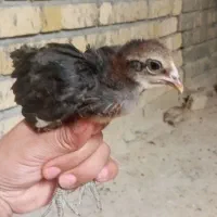 جوجه مرغ محلی اصل ۲۰ روزه