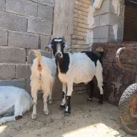 خریدوفروش بز