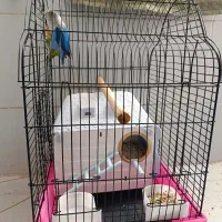 فروش دو عدد طوطی برزیلی مولد فقط نقدی|پرنده|صدرا-فارس, فاز ۱|دیوار