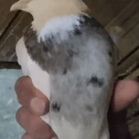 کفتریاکبوتر