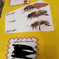 طرح جابر|لوازم التحریر|تهران, فلاح|دیوار