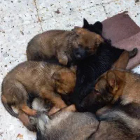 توله ژرمن ورک لاین سیبل|سگ|اشتهارد, |دیوار