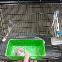 مرغ عشق مولد واقعی ..درجه یک