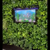 آکواریوم و ماهی و لوازم|ماهی|قروه, |دیوار