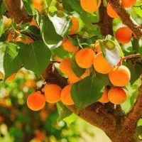 آغاز پیش‌فروش نهال زردآلو شکرپاره لیبل دار|خدمات باغبانی و درختکاری|بانه, |دیوار