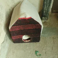 جاخواب بچه گربه