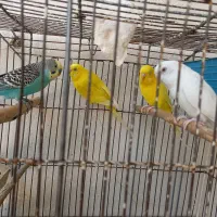 مرغ عشق هلندی چشم شرابی