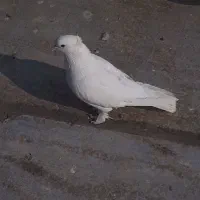 کفتر ماده ، پاپر پرشی..|پرنده|پاکدشت, پاکدشت (مامازند)|دیوار