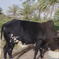 گاو خوب عالی برای قربانی