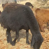 فروش گوسفند بز و بزغاله