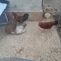 مرغ و خروس|حیوانات مزرعه|کلیبر, |دیوار