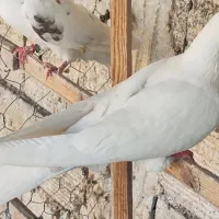 ماده کفتر|پرنده|یزد, |دیوار