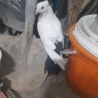 دمبی مشکی نر