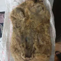 خیگ|صنایع دستی و سایر لوازم تزئینی|مسجد سلیمان, |دیوار