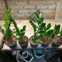 زاموفیلیا|گل و گیاه طبیعی|سلماس, |دیوار