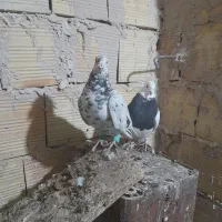 کبوتران امیر|پرنده|فردوس (خراسان), |دیوار