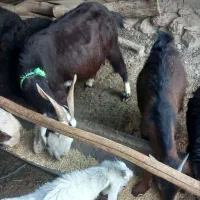 فروش کهره و بز|حیوانات مزرعه|جنت, |دیوار