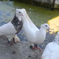 سی تا کبوتر طوقی مالچه و همگی بچ مالی