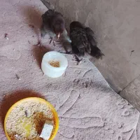 جوجه رسمی سه هفته ای