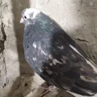 سلام کبوترسرور|پرنده|نهاوند, |دیوار