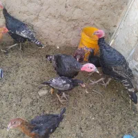 بوقلمون برنزه