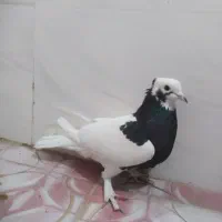 کفتر طوق|پرنده|مرودشت, دولت آباد|دیوار