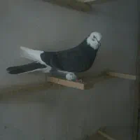 کفتر گرفتنی ماده