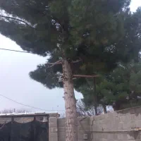 فروش درخت کاج