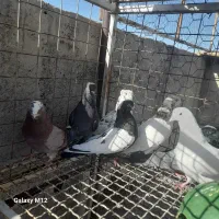 کبوتر طوقی ودوبر