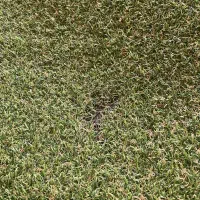 چمن مصنوعی|گل مصنوعی|اصفهان, جلفا|دیوار