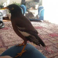 مرغ مینا سخنگو